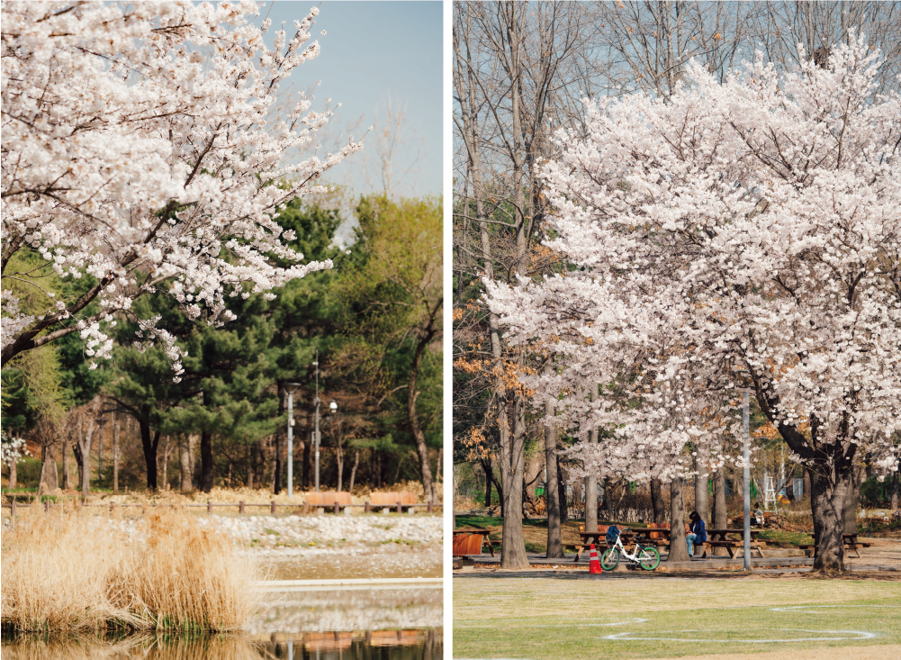 Seoul Forest