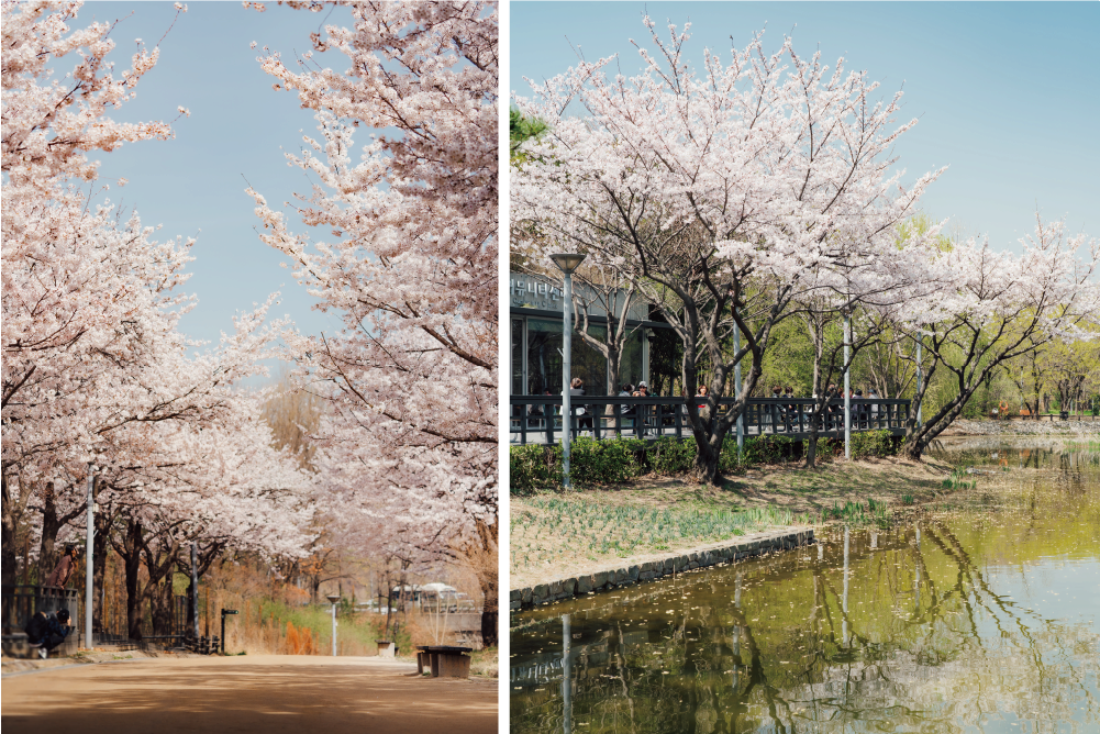Seoul Forest
