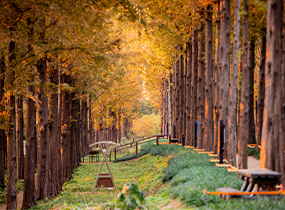 Metasequoia Forest Park