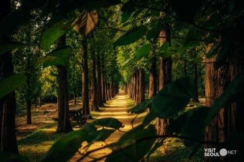 Metasequoia Forest Park