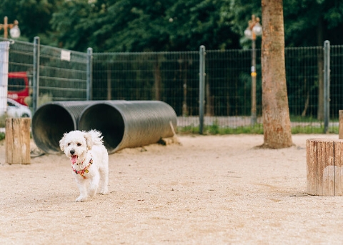 World Cup Park's Dog Park